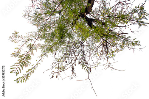 Green leaves isolated on a white background