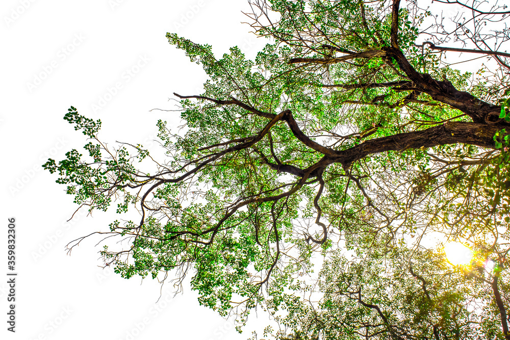 Fototapeta premium Green leaves isolated on a white background