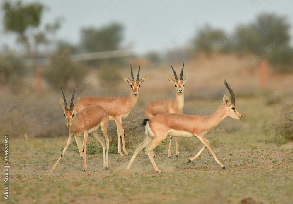 Obraz premium chinkara in desert national park, jaisalmer