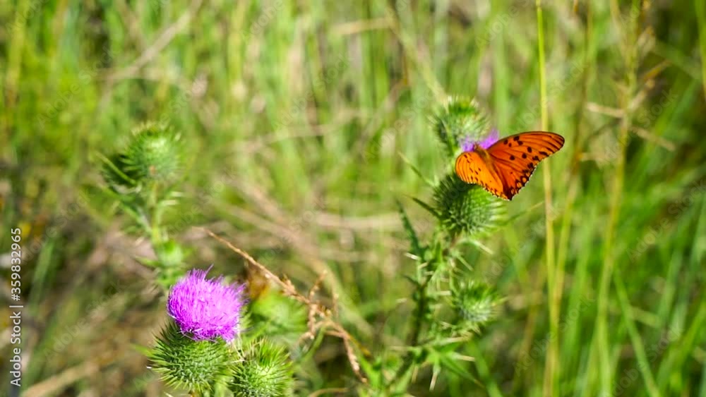 Orange butterfly flying and sitting on a wild, purple artichoke flower, moving in the wind, close up Orange butterfly flying and sitting on a wild, purple artichoke flower, moving in the wind, close up