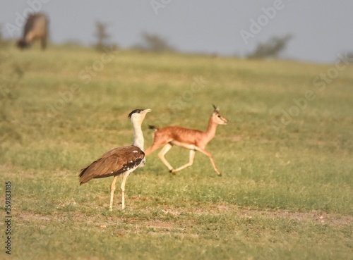 The Great Indian Bustard