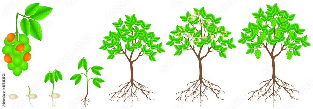 Fototapeta premium Cycle of growth of melicoccus bijugatus spanish lime or ginepa, mamoncillo plant.