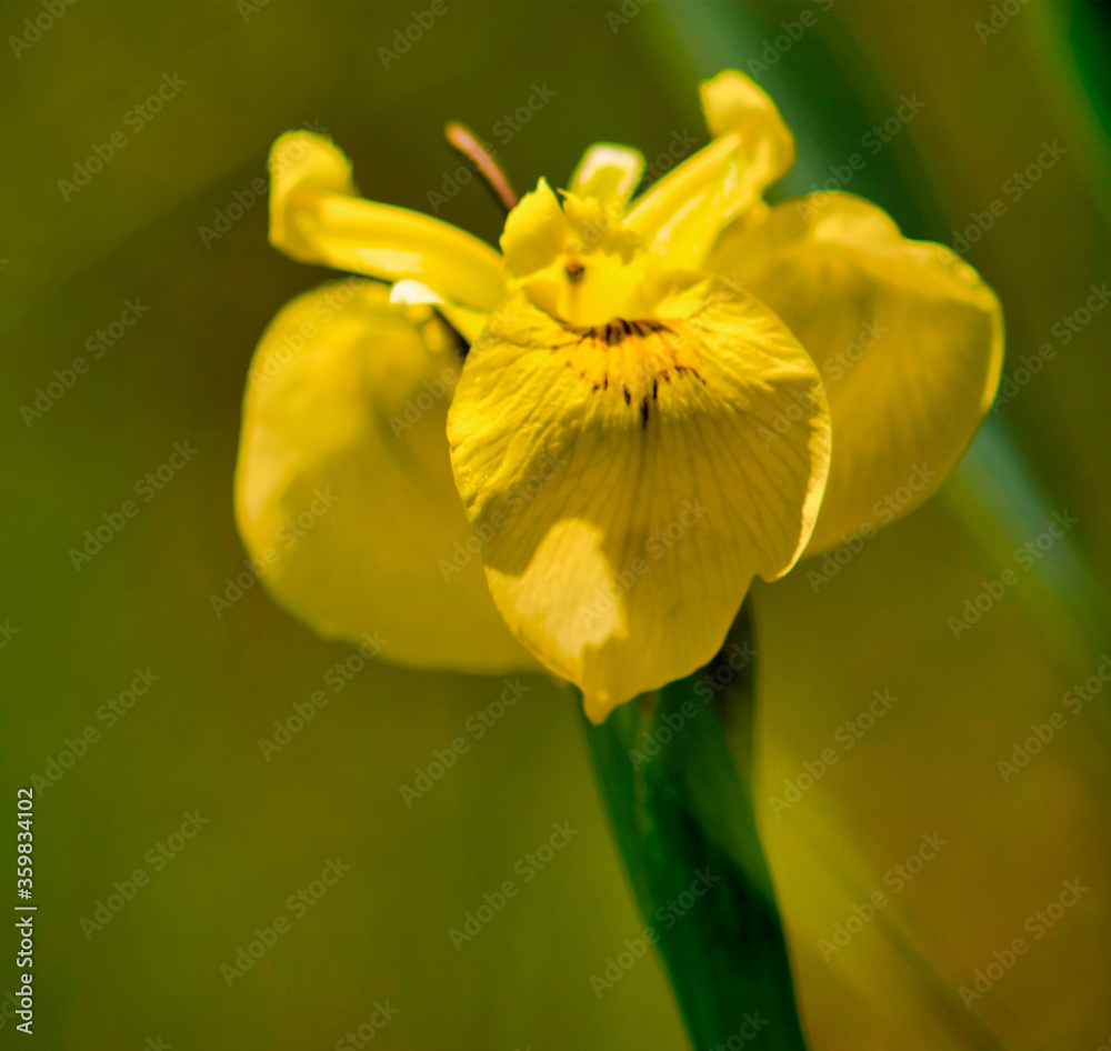 Iris des marais à Péronnas, France Iris des marais à Péronnas, France