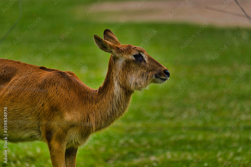 Cerf Cerf