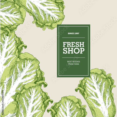 Sketch style chinese or korean cabbage pe-tsai design template. Fresh shop sign on deep green badge. Retro vintage design. Best for veggies market, fresh farm packages. Vector illustration.