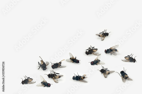 Dead house flies