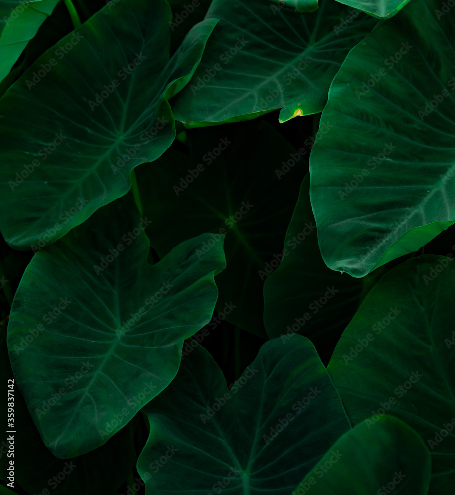 Closeup green leaves of elephant ear in jungle. Green leaf texture background with minimal pattern. Green leaves in tropical forest on dark background. Greenery wallpaper. Botanical garden Closeup green leaves of elephant ear in jungle. Green leaf texture background with minimal pattern. Green leaves in tropical forest on dark background. Greenery wallpaper. Botanical garden