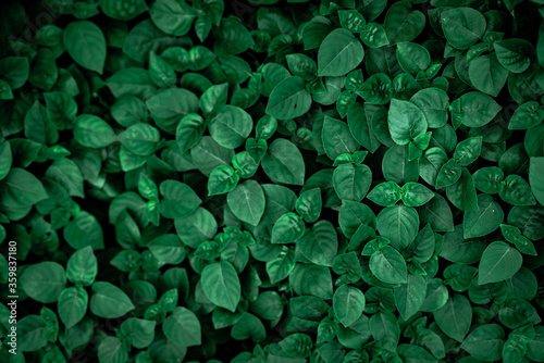 Green Foliage iPhone Wallpaper | Nature iphone wallpaper, Best nature  wallpapers, Nature wallpaper