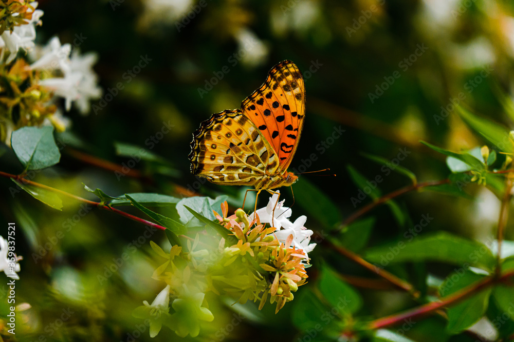 Obraz premium Adobe Stock用 【デザイン素材】白い花で吸蜜するツマグロヒョウモン（メス）のサイドビュー・日本の夏の自然風景