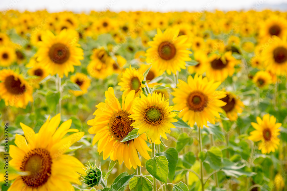 field of sunflowers