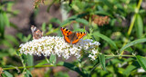 Close up of two butterflies sitting on a white flower. The 