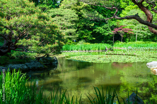 日本庭園 © kamichou