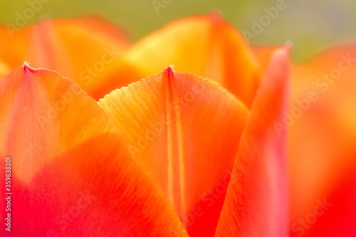 Tulpe Blume Bl  te Bildschirmschoner rot rosa Fr  hling Sommer Natur Freude Garten G  rtnern  Tulip flower blossom screensaver red pink spring summer nature joy garden gardening