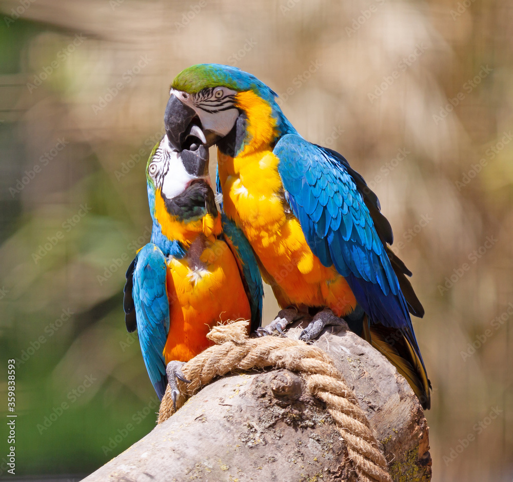 Couple of parrots kissing