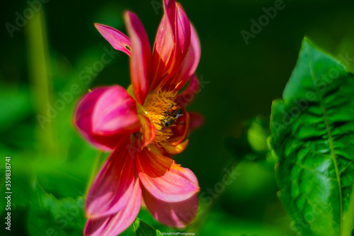 the bee and the flower