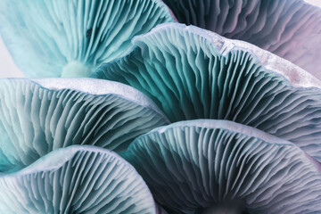 Canvas schilderij Blauw Paddenstoelen in neonlicht macro  © Oleksandr