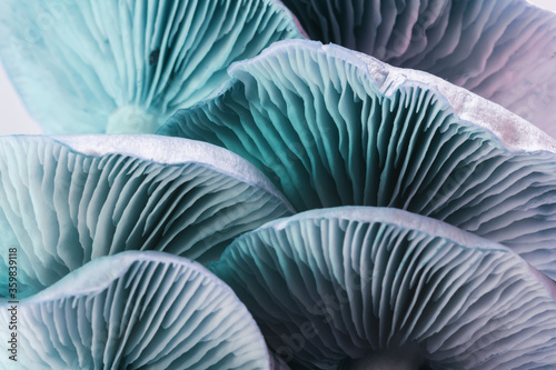 Photo Close up beautiful bunch mushrooms in neon ligh background pattern for design