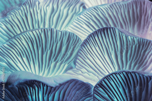 Obraz na płótnie Close up beautiful bunch mushrooms in neon ligh background pattern for design