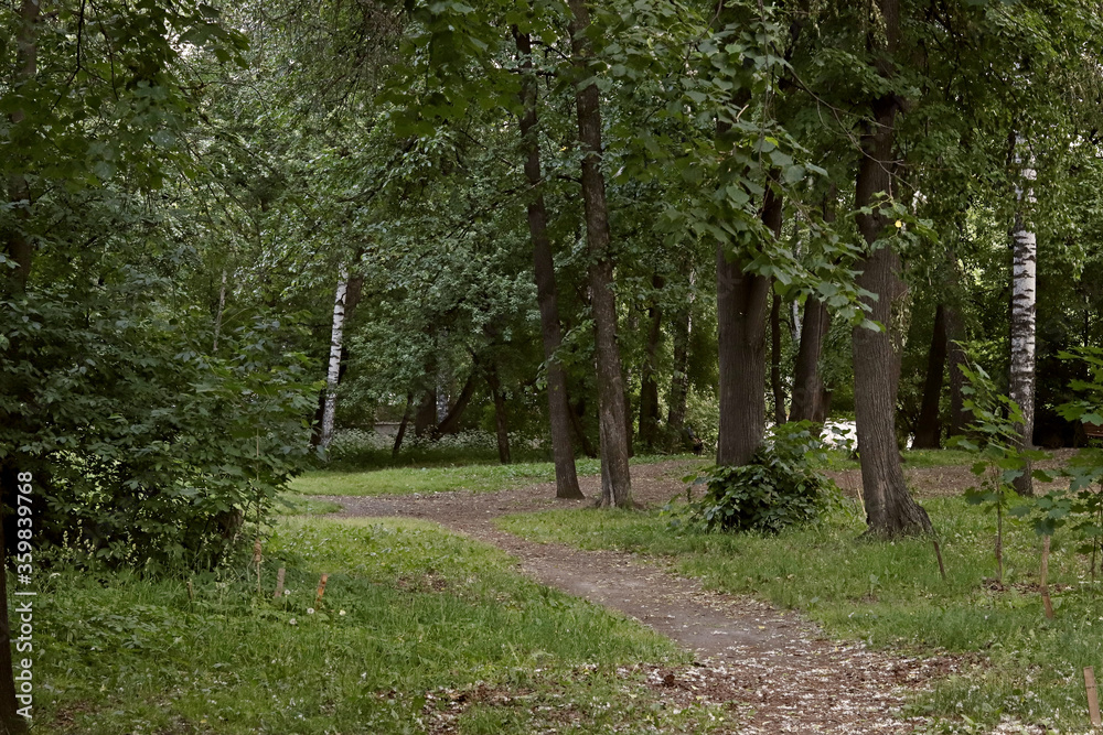 Fototapeta premium path in the woods