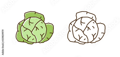 Set of colorful and outline monochrome white cabbage vector illustration. Organic seasonal vegetable with leaves in line art style. Eco farm fresh food for healthy lifestyle isolated on white
