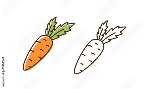 Fotótapéta Set of fresh organic carrot in colorful and monochrome line art style