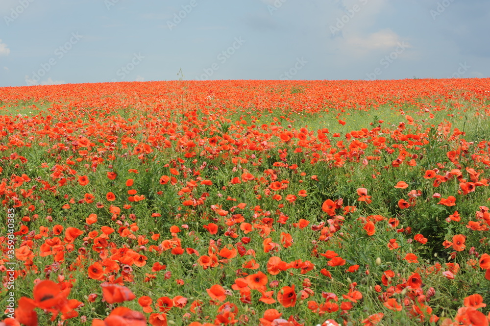 Poppy flower garden in full bloom in summer in Central Europe (Papaver somniferum)