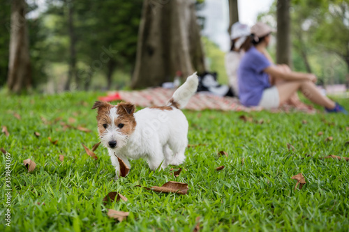 Jack Russell Terrier playing on the grass