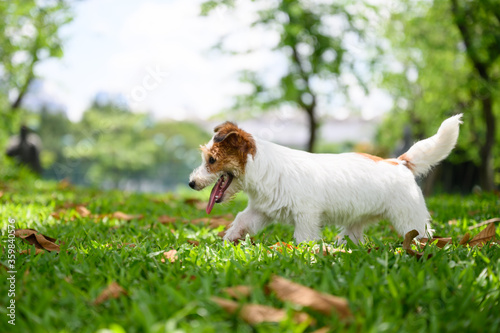 Jack Russell Terrier playing on the grass