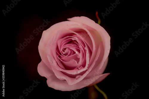 Close up macro shot of a bouquet of Secret Garden roses variety, studio shot, pink flowers