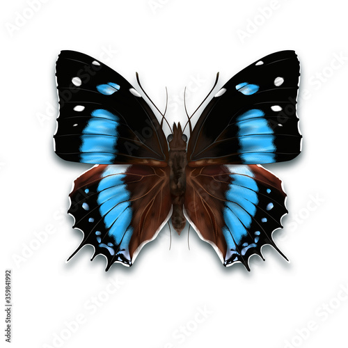The Amazon beauty butterfly named Baeotus amazonicus with black and blue wings from Amazonian forest from Brazil photo