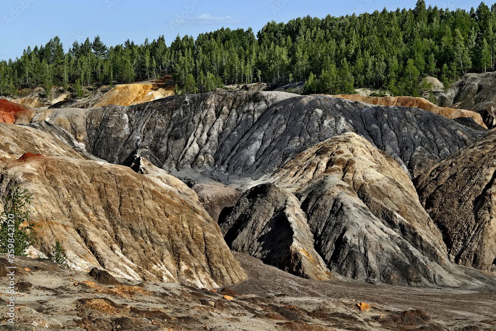 tree in the mountains