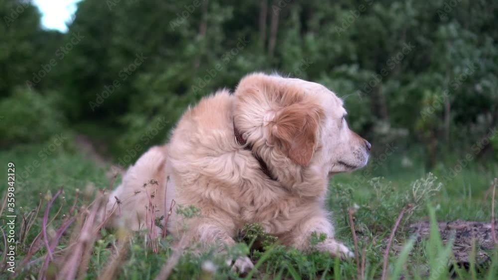 Close up. A portrait of a labrador dog being . View of a dog. Green grass background. POV
