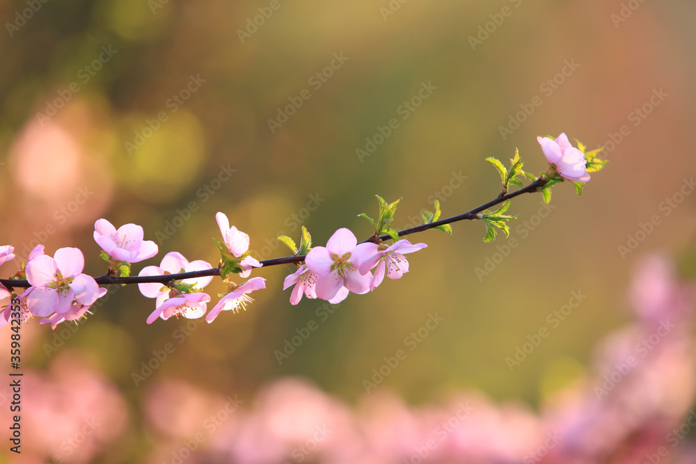the plum trees bloom, Peach blossoms in bloom the plum trees bloom, Peach blossoms in bloom