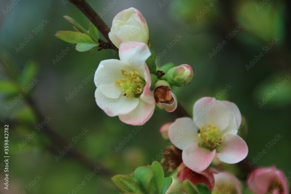 Obraz premium 白いボケの花