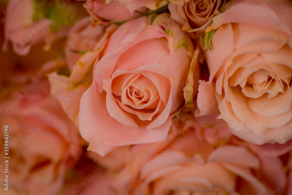 CDlose up of a bouquet of Sahara Sensation roses variety, studio shot, pink flowers CDlose up of a bouquet of Sahara Sensation roses variety, studio shot, pink flowers