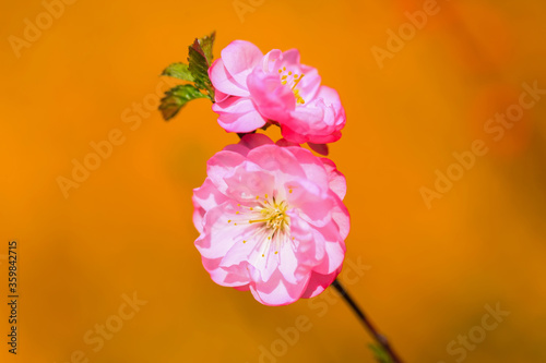 the plum trees bloom, Peach blossoms in bloom