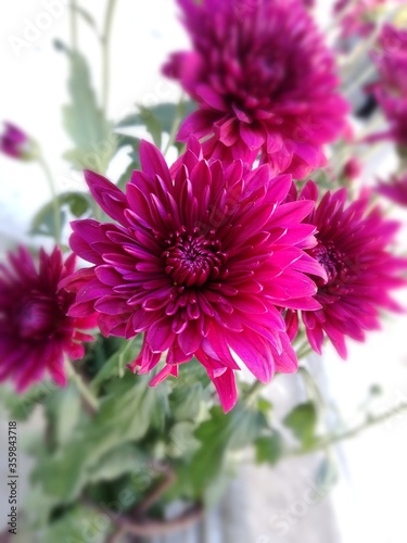 Close-up of beautiful and fresh purple dahlias in a garden.
