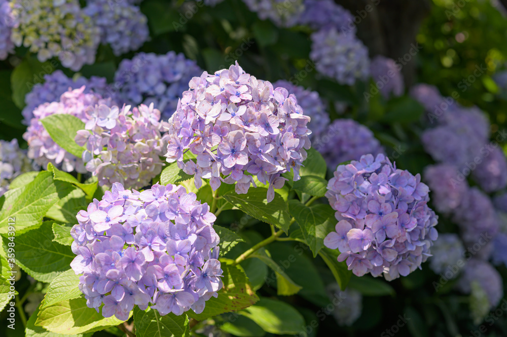 colorful hydrangeas blooming in spring and summer. colorful hydrangeas blooming in spring and summer.