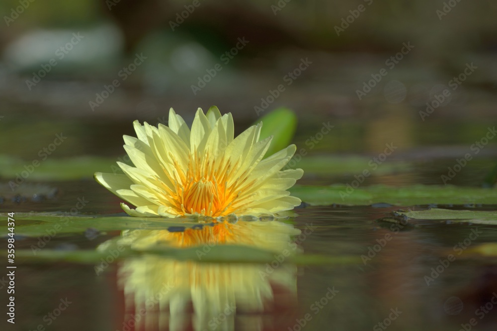 Water lily flower ( Nelumbo lotus) background Water lily flower ( Nelumbo lotus) background