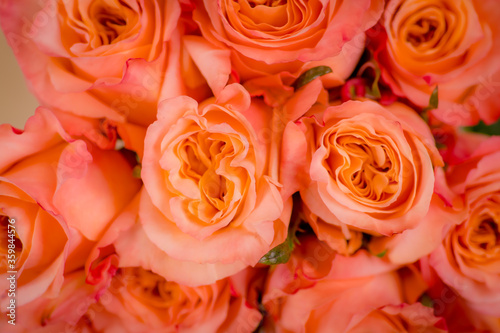Close up macro of peach Shimmer roses variety  studio shot.