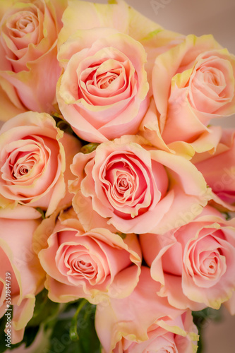 Close up of a bouquet of Pink Mondial roses variety  studio shot  pink flowers
