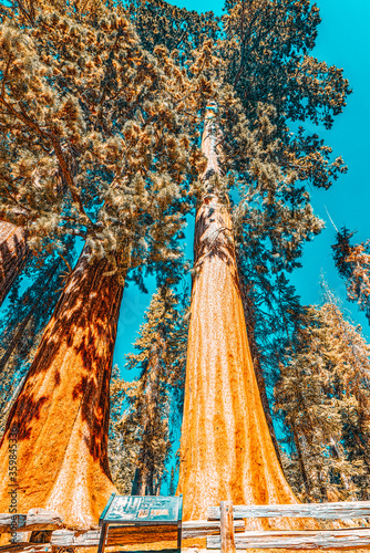 Forest of ancient sequoias in Yosemeti National Park.
