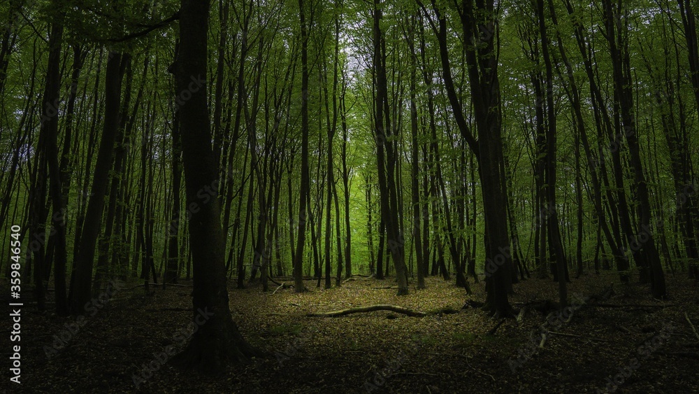 Naklejka premium Dark green forest