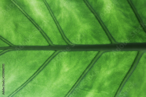 Green palm leaf, close up