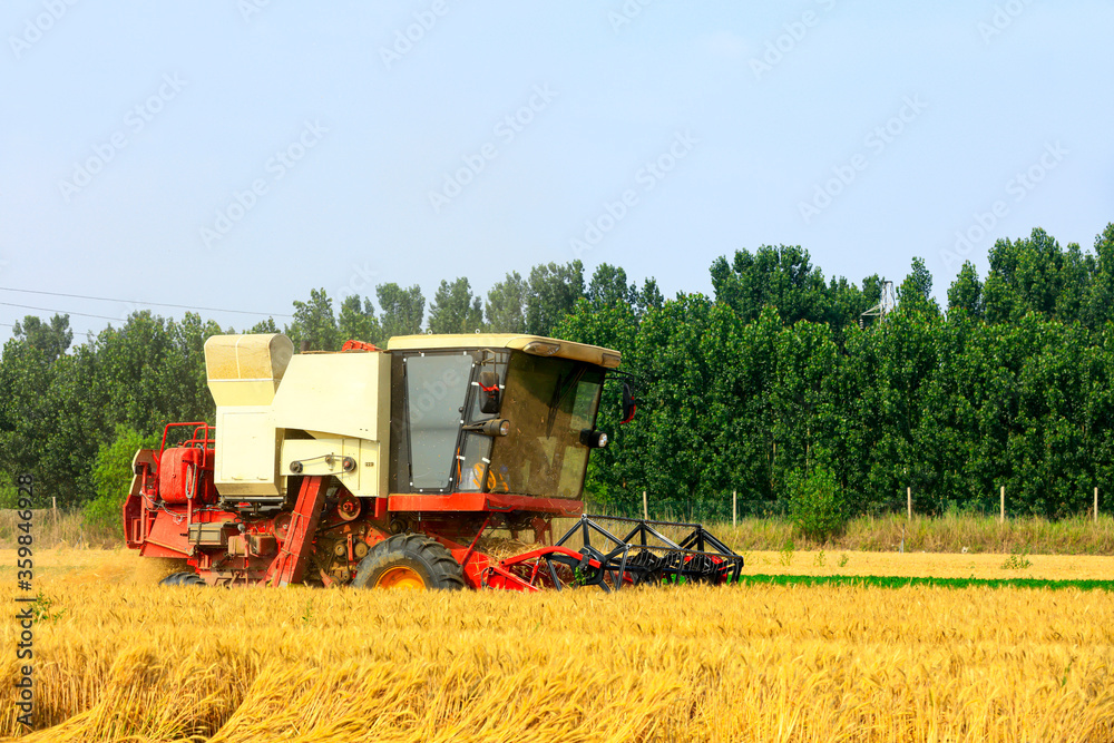 Fototapeta premium combine harvester working on a wheat field