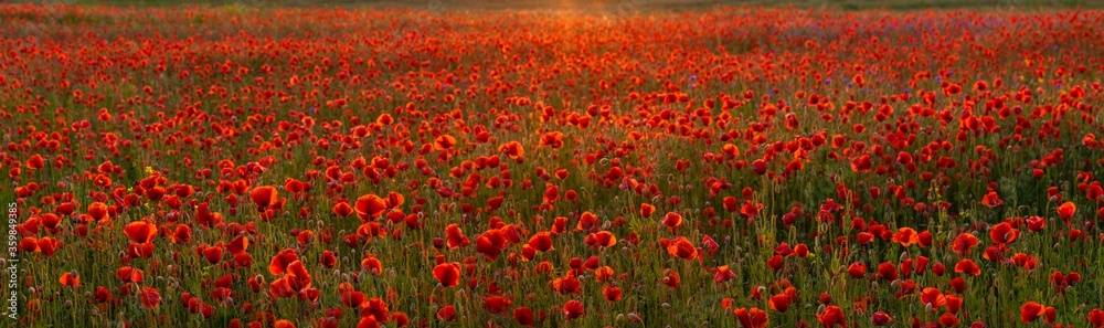 Poppy meadow in the light of the setting sun