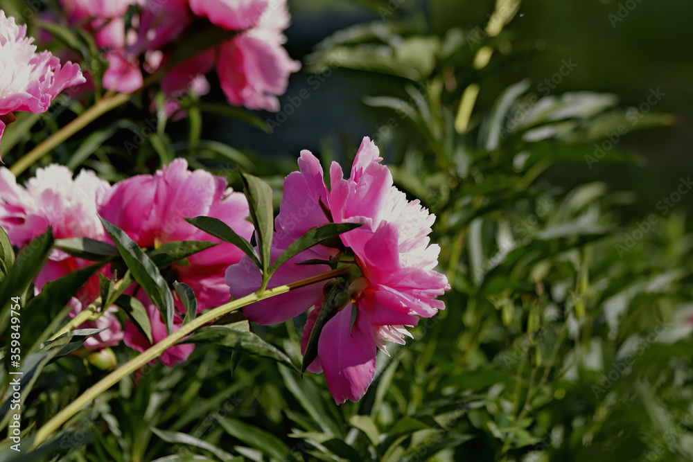 pink flower in the garden pink flower in the garden