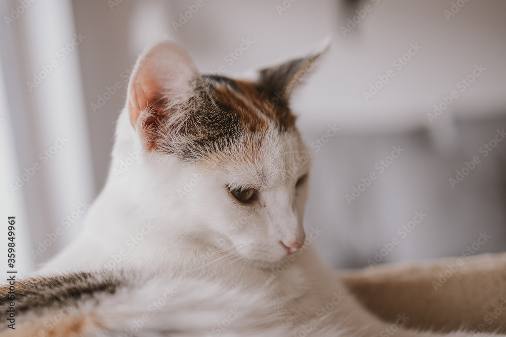 beautiful cute little white-red cat closeup