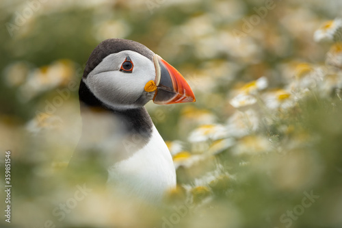 Puffin headshot surrounded by out of focus daisy flowers (mayweed)