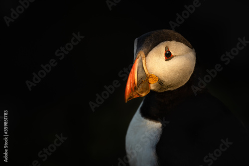 Puffin headshot with dark background. 